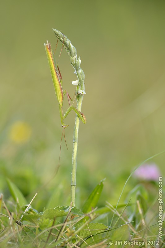 Mantis religiosa, kudlanka nábožná, sameček na švihlíku krutiklasu (Spiranthes spiralis) - Švařec, Žďársko