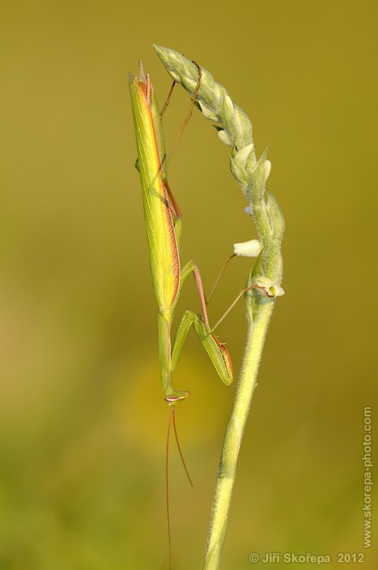 Mantis religiosa, kudlanka nábožná, sameček na švihlíku krutiklasu (Spiranthes spiralis) - Švařec, Žďársko