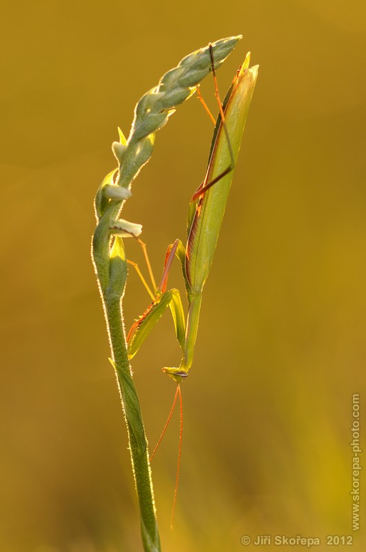 Mantis religiosa, kudlanka nábožná, sameček na švihlíku krutiklasu (Spiranthes spiralis) - Švařec, Žďársko