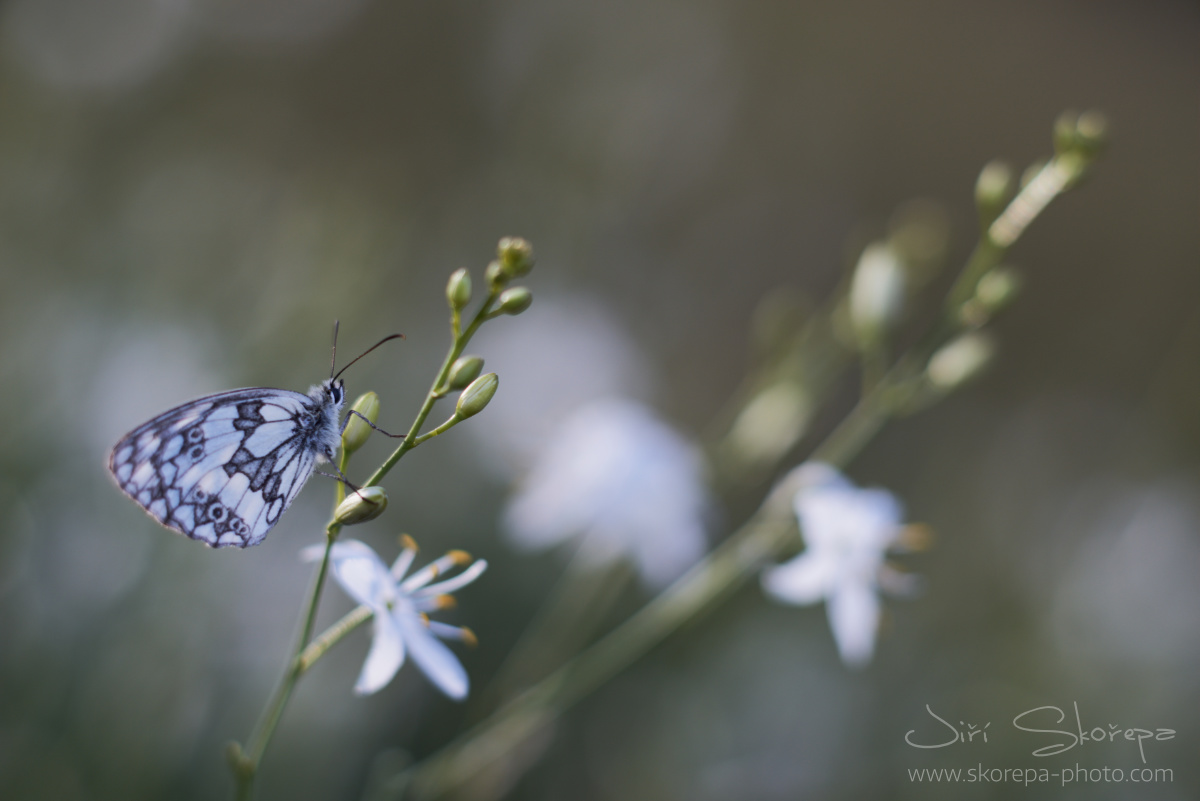 Melanargia-galathea, okáč bojínkový – Bílé Karpaty