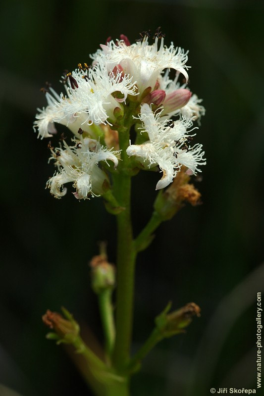 Menyanthes trifoliata, vachta trojlistá