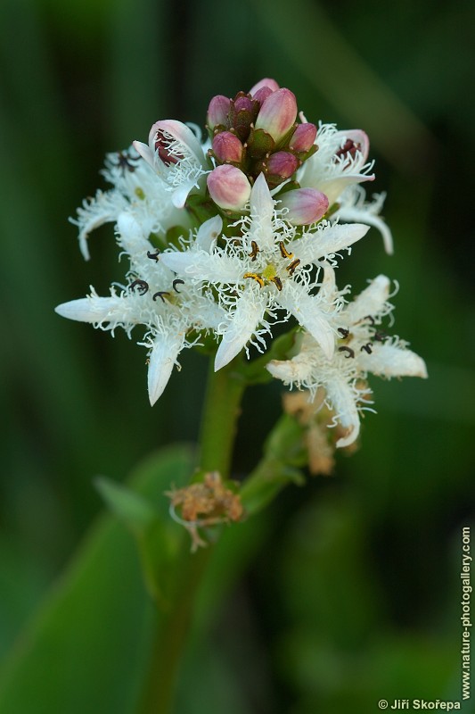 Menyanthes trifoliata, vachta trojlistá