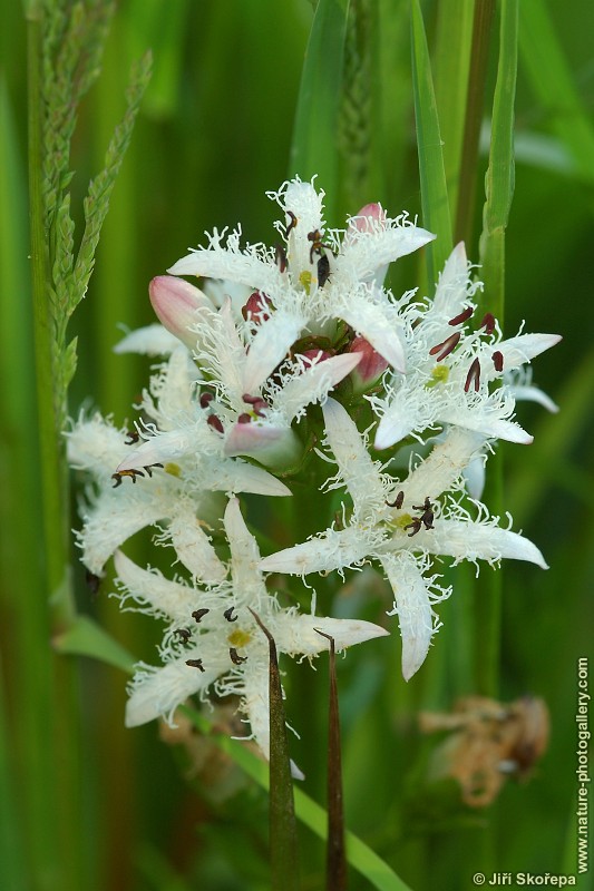 Menyanthes trifoliata, vachta trojlistá