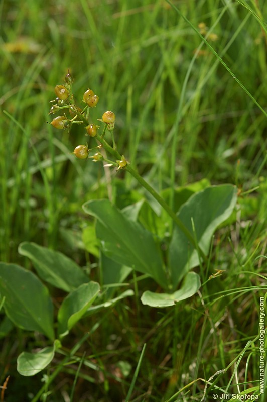 Menyanthes trifoliata, vachta trojlistá