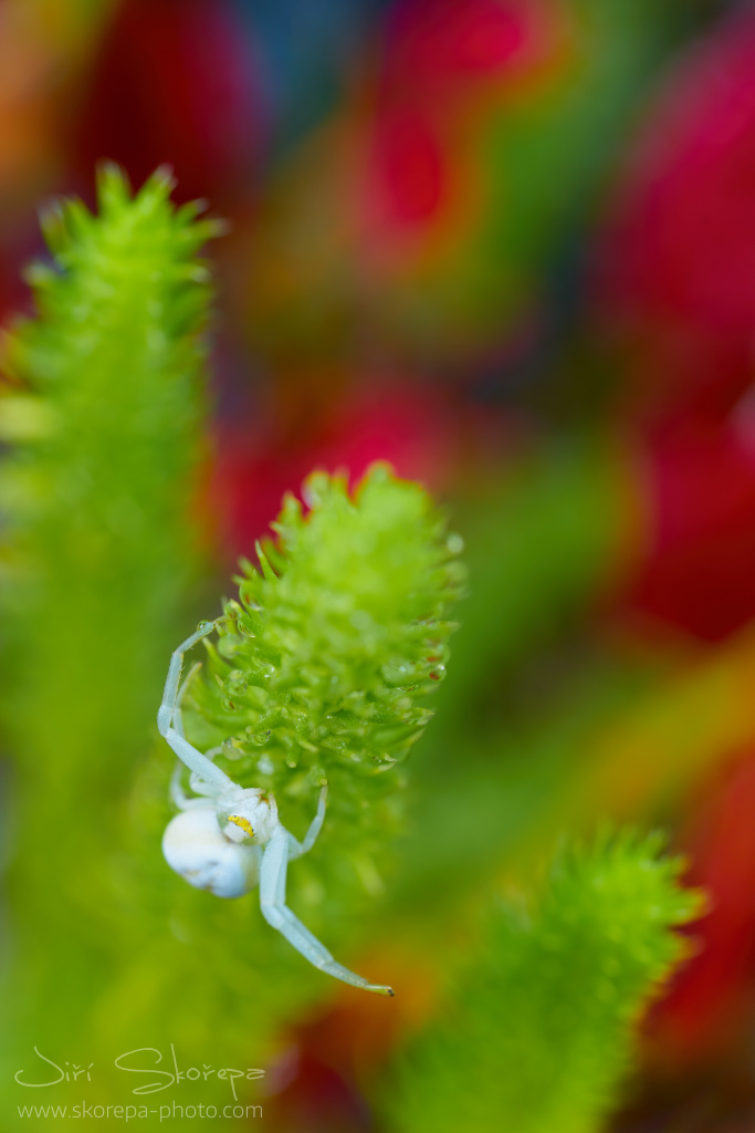 Misumena vatia, běžník kopretinový – Třeboňsko