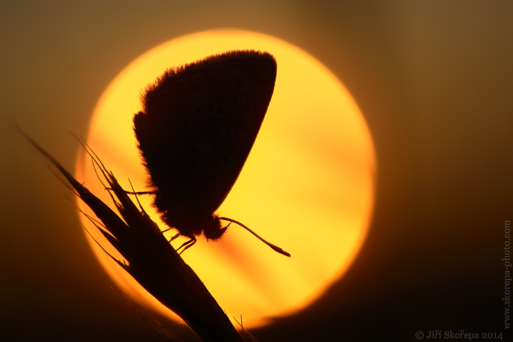 Modrásek při západu slunce - CHKO Bílé Karpaty