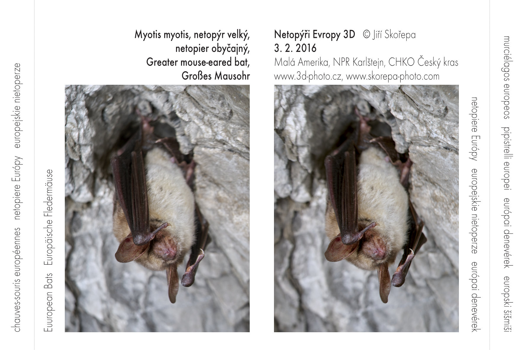 Myoris myotis, netopýr velký - stereo karta