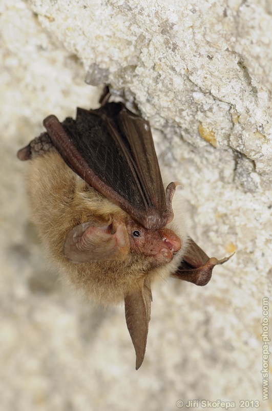 Myotis bechsteinii, netopýr velkouchý - PP Orty, Českobudějovicko