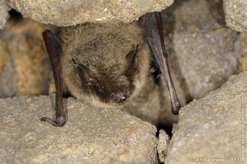 Myotis brandtii, netopýr Brandtův - NPR Karlštejn, CHKO Český kras