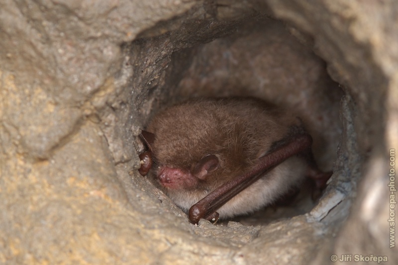 Myotis daubentonii, netopýr vodní - NPR Karlštejn, CHKO Český kras