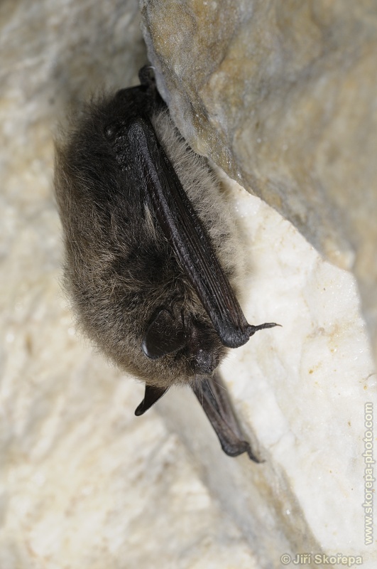 Myotis daubentonii, netopýr vodní - PR Kladrubská hora, Táborsko