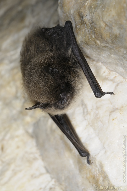 Myotis daubentonii, netopýr vodní - PR Kladrubská hora, Táborsko