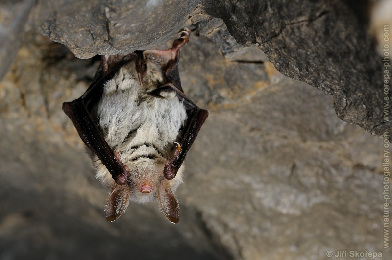 Myotis myotis, netopýr velký