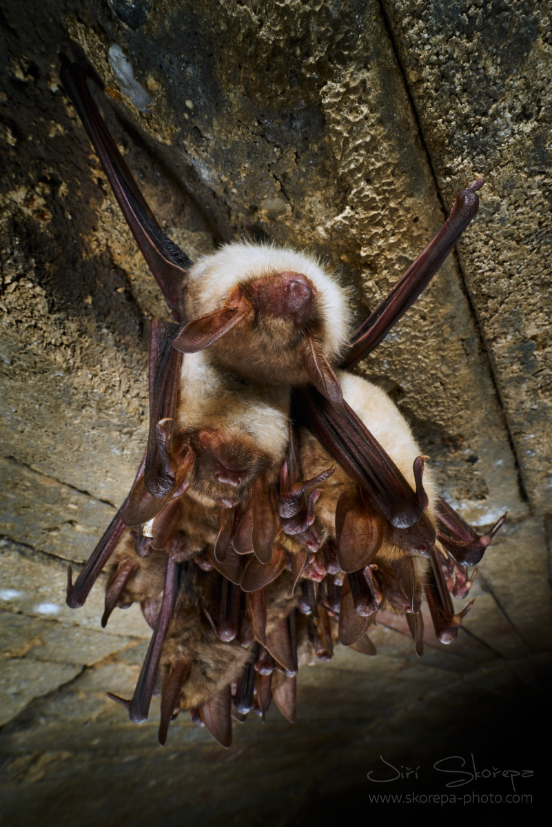 Myotis myotis, netopýr velký - Malá Amerika, Český kras