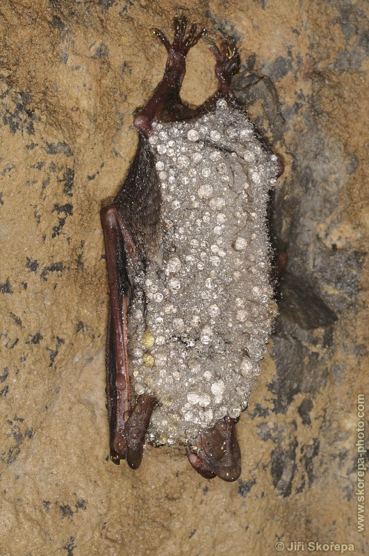 Myotis myotis, netopýr velký - NPR Karlštejn, CHKO Český kras