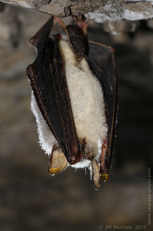 Myotis Myotis, netopýr velký - NPR Karlštejn, CHKO Český kras