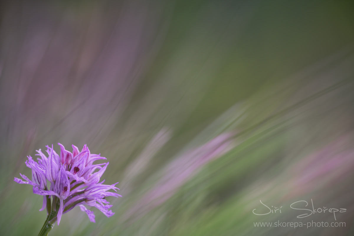 Neotinea tridentata (Orchis tridentata), vstavač trojzubý – Severní Velebit, Chorvatsko