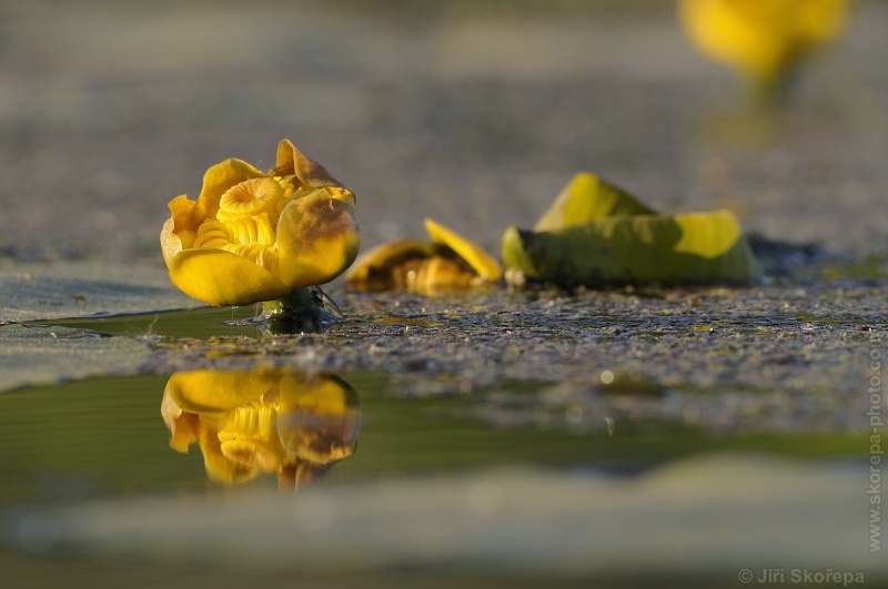 Nuphar Lutea, stulík žlutý - PR Dráchovské tůně, Táborsko