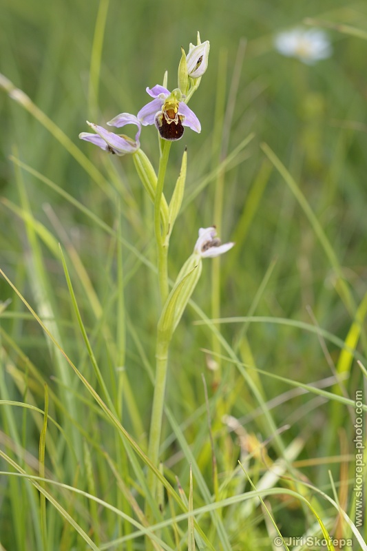Ophrys apifera, tořič včelonosný - CHKO Bílé Karpaty