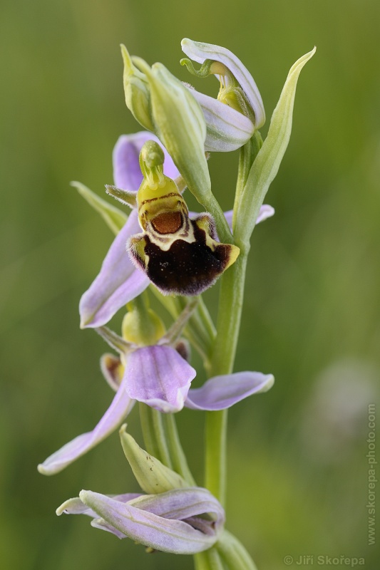 Ophrys apifera, tořič včelonosný - CHKO Bílé Karpaty