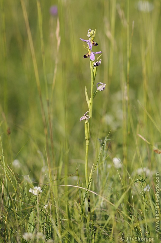 Ophrys apifera, tořič včelonosný - CHKO Bílé Karpaty