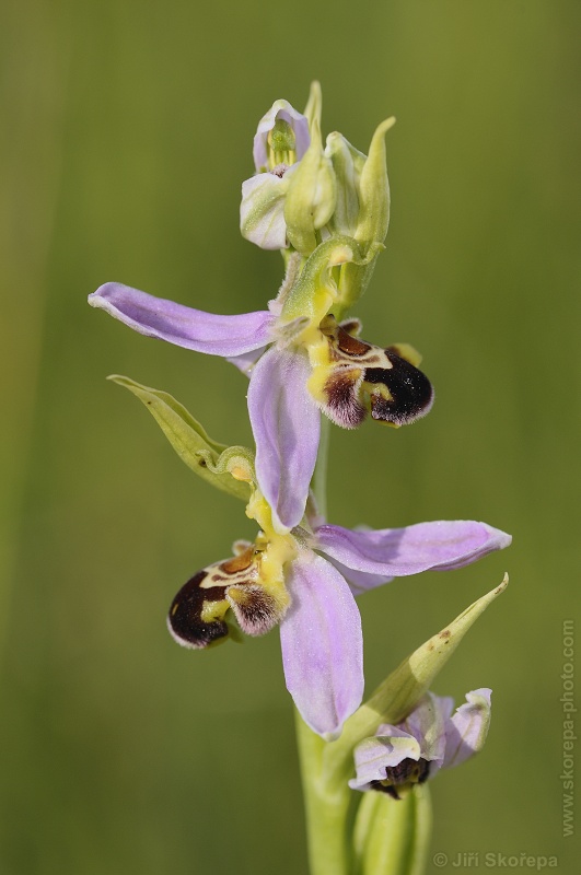 Ophrys apifera, tořič včelonosný - CHKO Bílé Karpaty