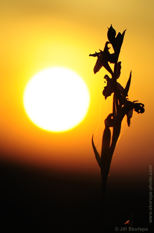 Ophrys apifera, tořič včelonosný - CHKO Bílé Karpaty