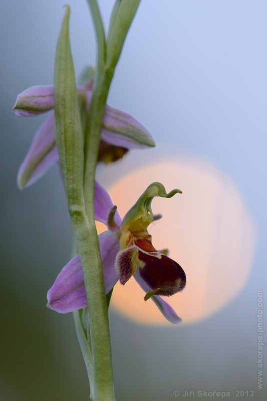 Ophrys apifera, tořič včelonosný - CHKO Bílé Karpaty