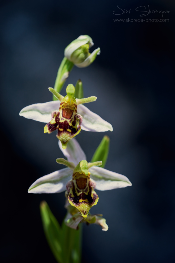 Ophrys apifera, tořič včelonosný – Strážovské vrchy, Slovensko