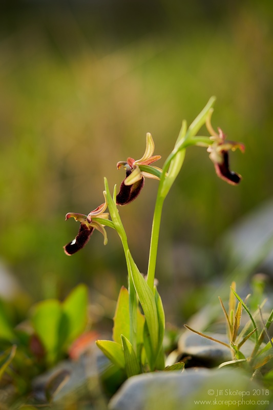 Ophrys bertolonii subsp. bertolonii, tořič Bertolonův - Mattinata, Itálie