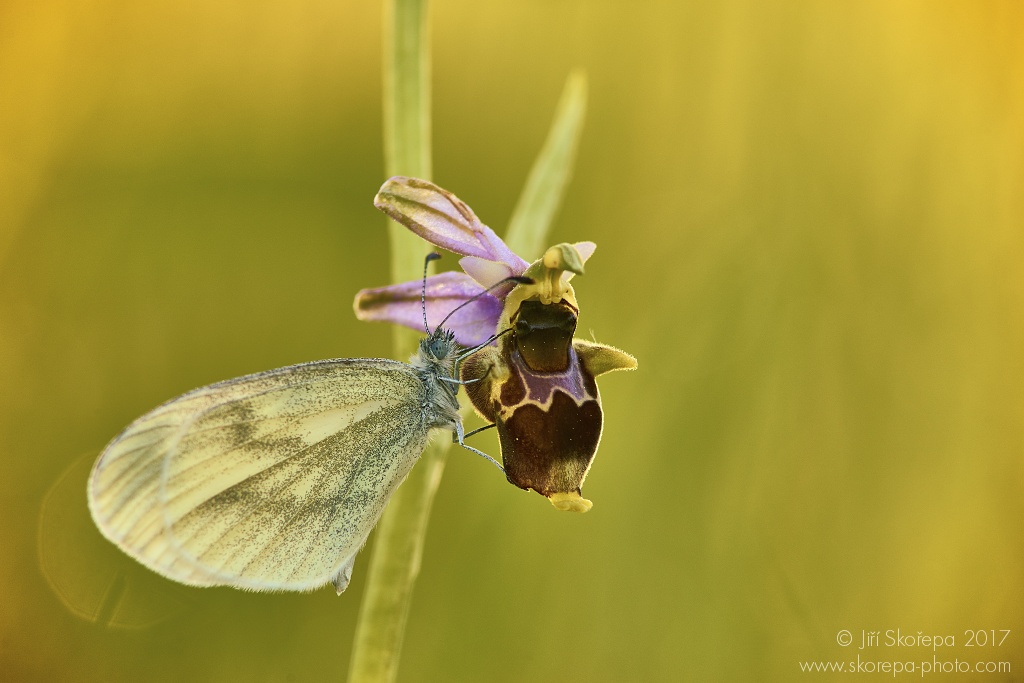 Ophrys holoserica subsp. holubyana, tořič čmelákovitý Holubyho - CHKO Bílé Karpaty