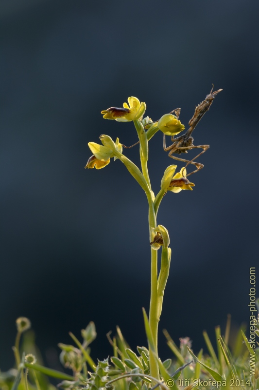 Ophrys lutea, tořič žlutý - Monte Sant´Angelo, Gargano, Italia