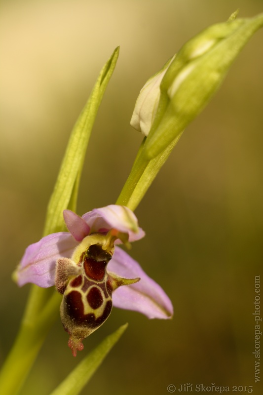  Ophrys oestrifera subsp. montis-gargani (syn. Ophrys scolopax subsp. cornuta), tořič - Macro-Yashinon-60/2,8 - Gargáno, Italy