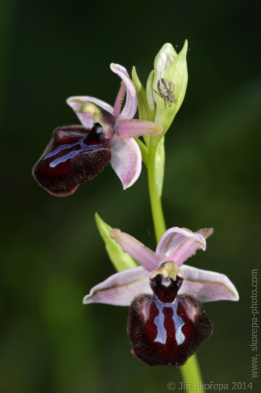 Ophrys sipontensis, tořič sipontský - Monte Sant´Angelo, Gargano, Italia