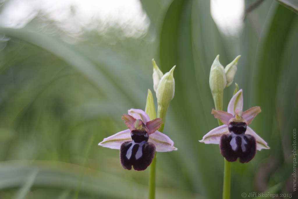 Ophrys sipontensis, tořič sipontský - Pentacon 30/3,5 - Gargáno, Italy