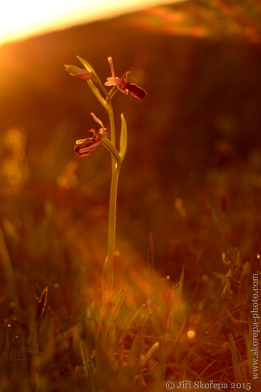 Ophrys sipontensis, tořič sipontský - Yashinon 60/2,8 Macro - Gargáno, Italy