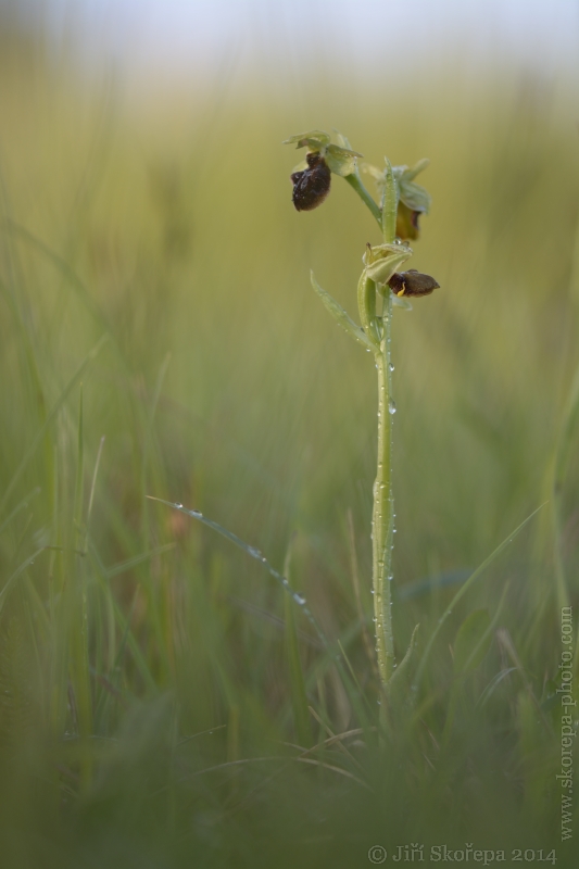 Ophrys sphegodes, tořič pavoukonosný - CHKO Bílé Karpaty