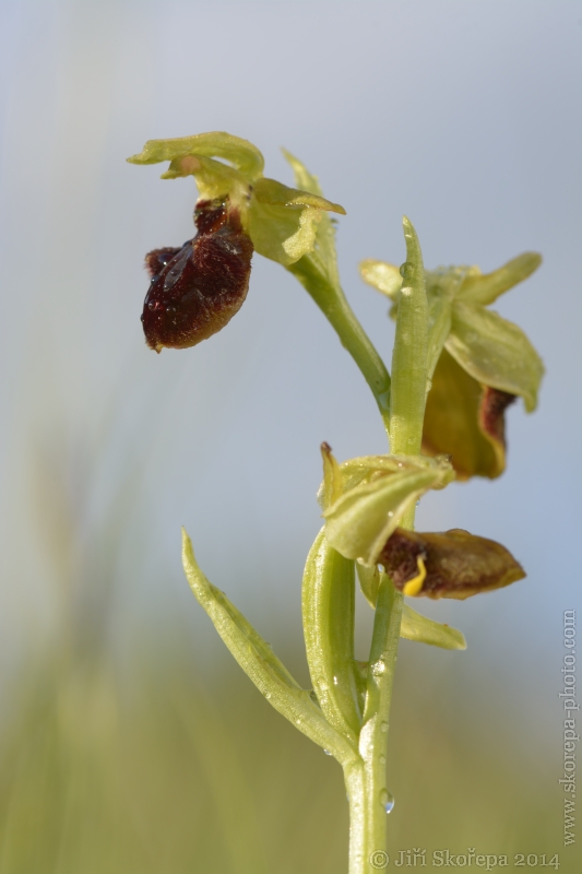 Ophrys sphegodes, tořič pavoukonosný - CHKO Bílé Karpaty