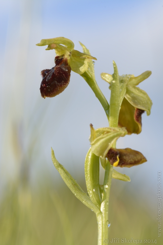 Ophrys sphegodes, tořič pavoukonosný - CHKO Bílé Karpaty
