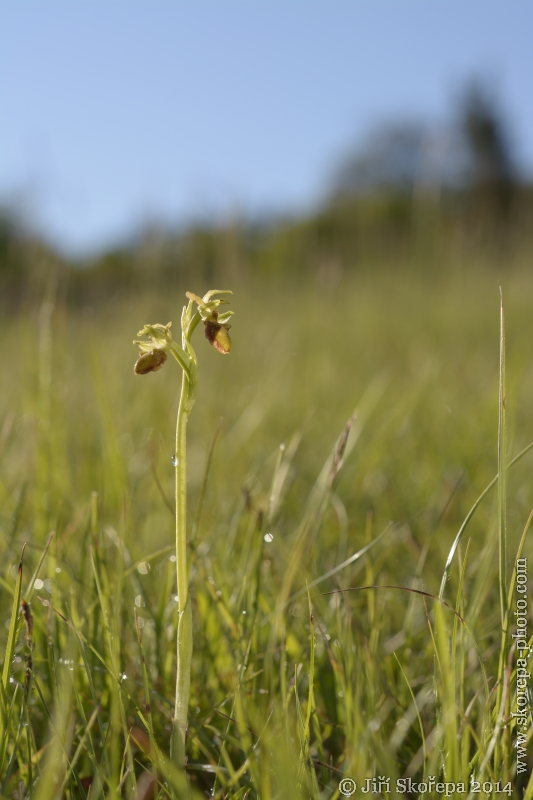 Ophrys sphegodes, tořič pavoukonosný - CHKO Bílé Karpaty