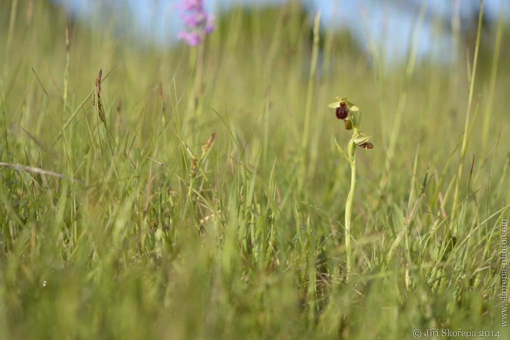 Ophrys sphegodes, tořič pavoukonosný - CHKO Bílé Karpaty