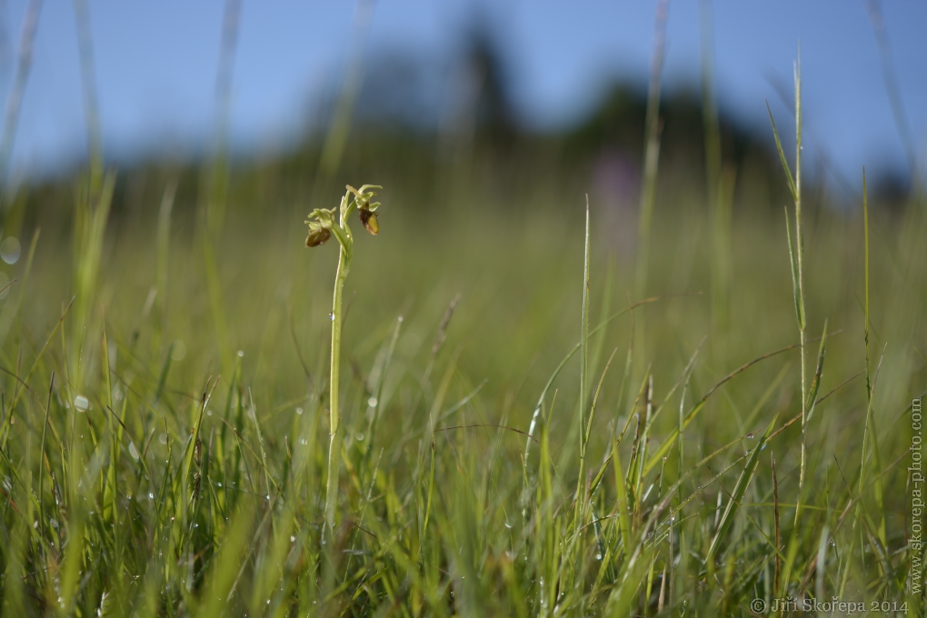 Ophrys sphegodes, tořič pavoukonosný - CHKO Bílé Karpaty