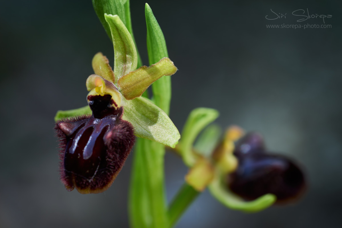 Ophrys sphegodes, tořič pavoukonosný - Kamenjak, Premantura, Chorvatsko