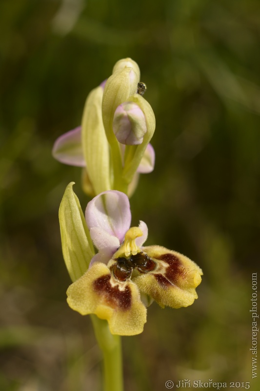 Ophrys tenthredinifera, tořič pilatkonosný- Macro Yashinon 60/2,8 - Gargáno, Italy