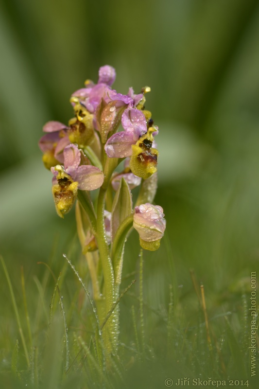 Ophrys tenthredinifera, tořič pilatkonosný - Monte Sacro, Gargano, Italia