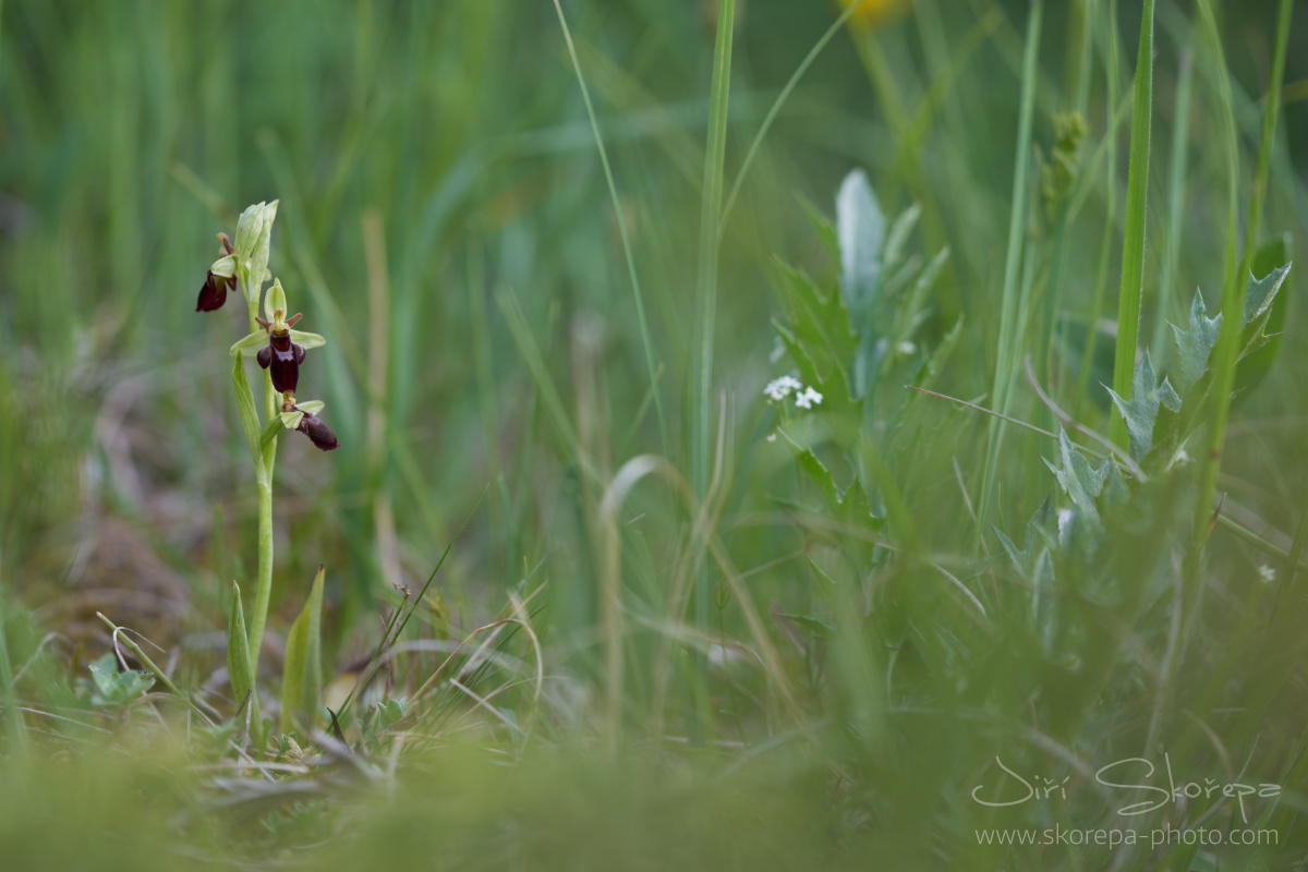 Ophrys x slavica, tořič slovenský – Malá Fatra, Slovensko