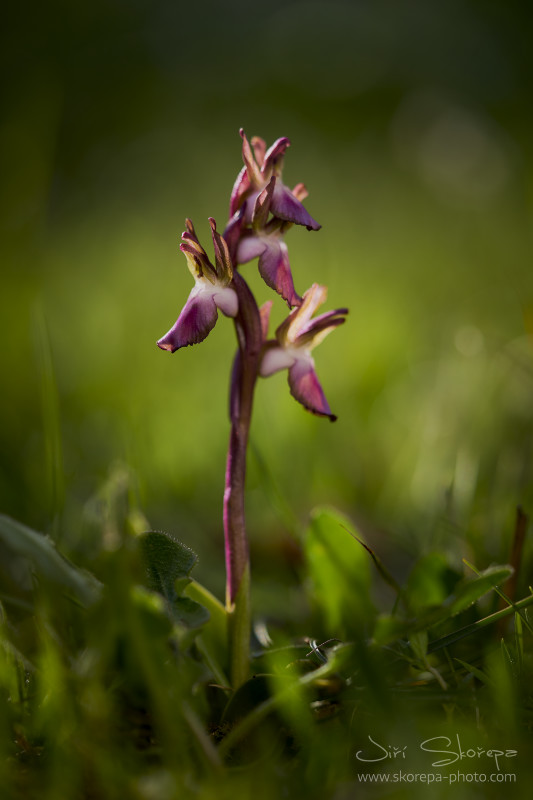 Orchis (Anacamptis) collina - vstavač chlumní