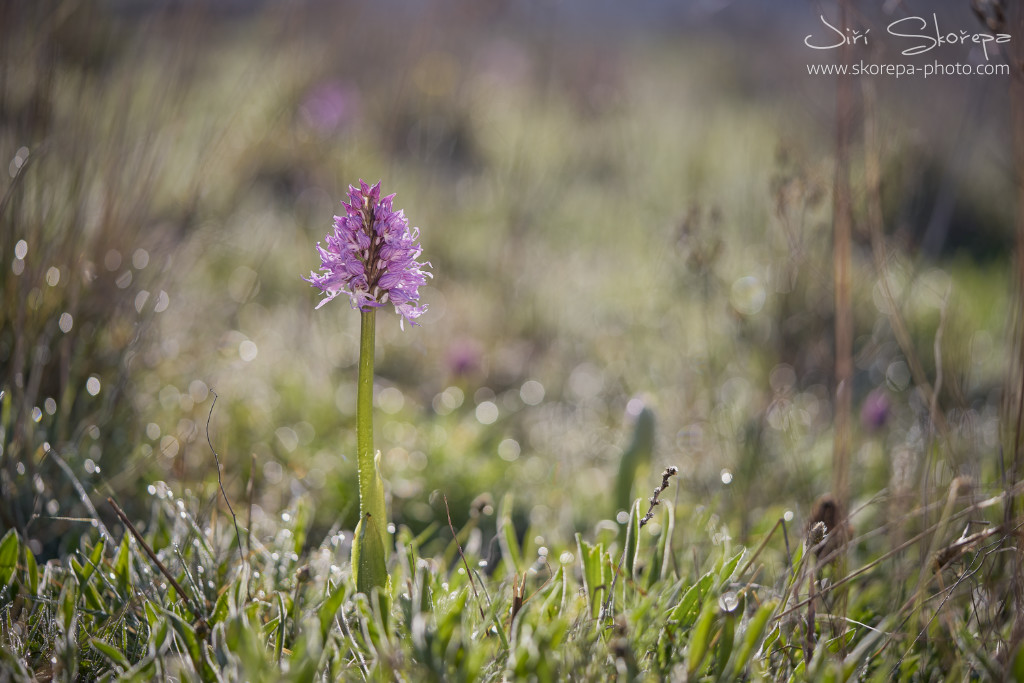 Orchis italica - vstavač italský