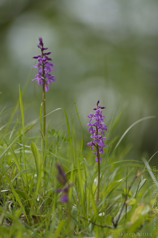 Orchis mascula subsp. signifera, vstavač mužský znamenaný - CHKO Bílé Karpaty