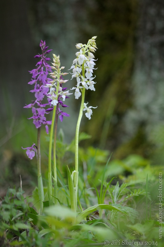 Orchis mascula var. fallax, vstavač mužský - Mramor, CHKO Český kras